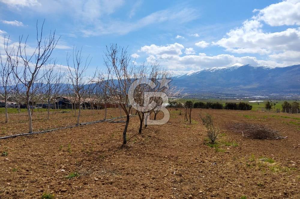 Denizli Serinhisar Cumhuriyet Mahallesinde 5.485 M² Satılık Tarla