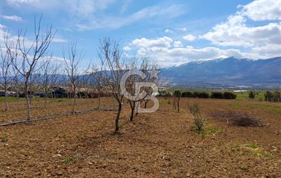 Denizli Serinhisar Cumhuriyet Mahallesinde 5.485 M² Satılık Tarla