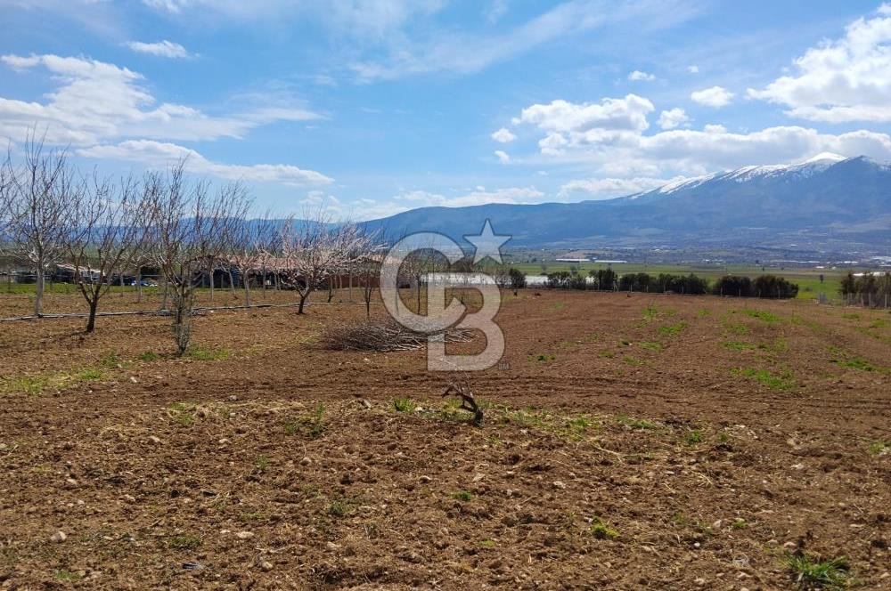 Denizli Serinhisar Cumhuriyet Mahallesinde 5.485 M² Satılık Tarla