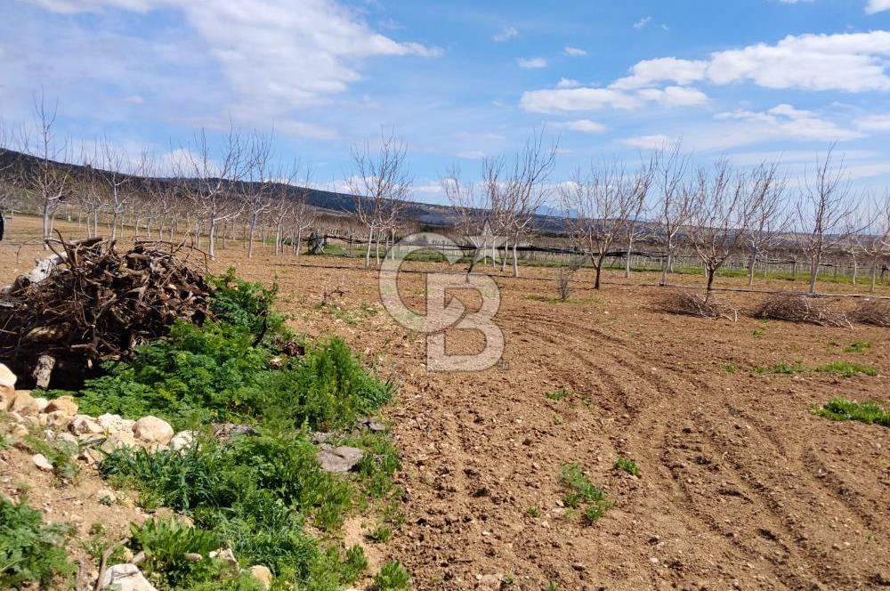 Denizli Serinhisar Cumhuriyet Mahallesinde 5.485 M² Satılık Tarla