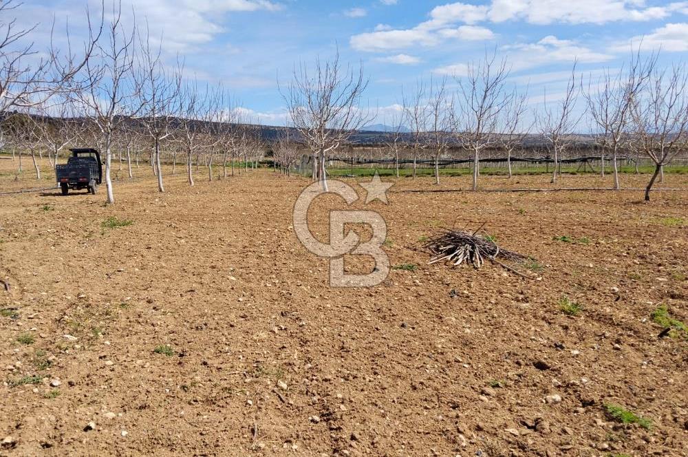 Denizli Serinhisar Cumhuriyet Mahallesinde 5.485 M² Satılık Tarla