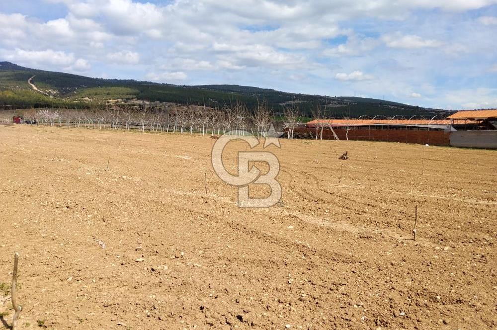 Denizli Serinhisar Cumhuriyet Mahallesinde 5.485 M² Satılık Tarla