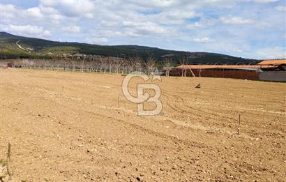 Denizli Serinhisar Cumhuriyet Mahallesinde 5.485 M² Satılık Tarla