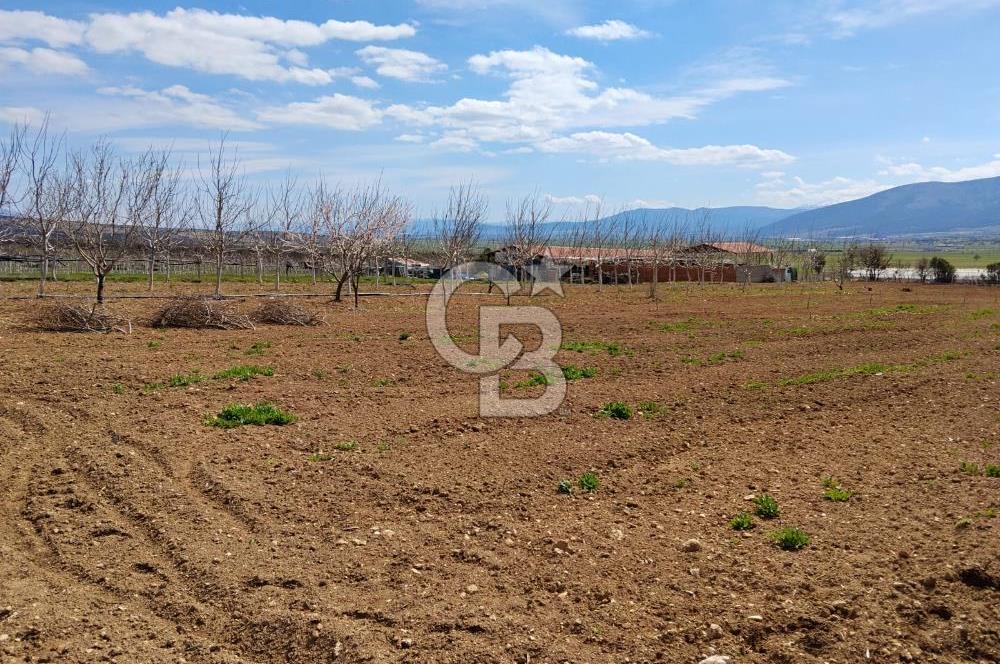 Denizli Serinhisar Cumhuriyet Mahallesinde 5.485 M² Satılık Tarla