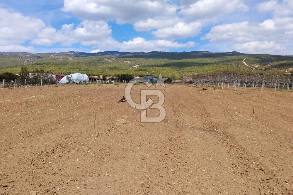 Denizli Serinhisar Cumhuriyet Mahallesinde 5.485 M² Satılık Tarla