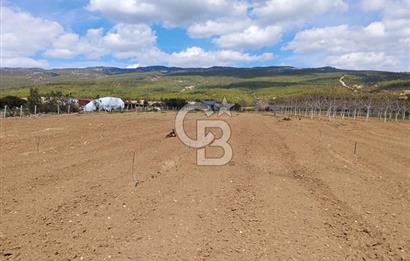 Denizli Serinhisar Cumhuriyet Mahallesinde 5.485 M² Satılık Tarla