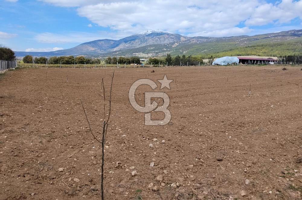Denizli Serinhisar Cumhuriyet Mahallesinde 5.485 M² Satılık Tarla