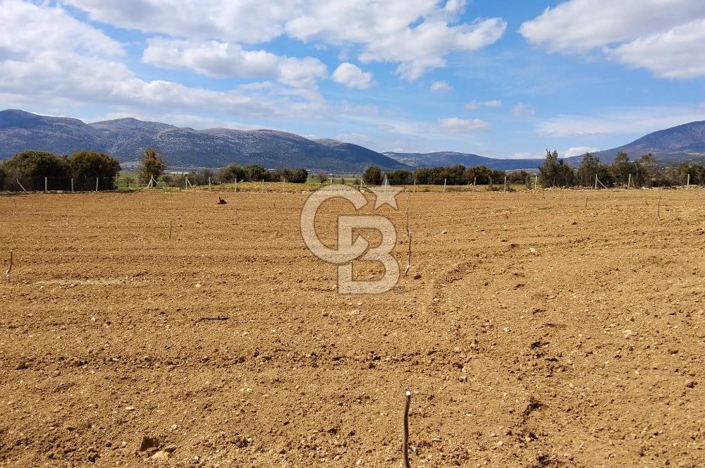 Denizli Serinhisar Cumhuriyet Mahallesinde 5.485 M² Satılık Tarla