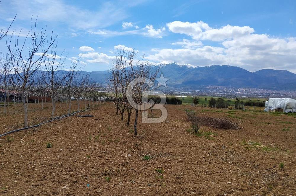 Denizli Serinhisar Cumhuriyet Mahallesinde 5.485 M² Satılık Tarla