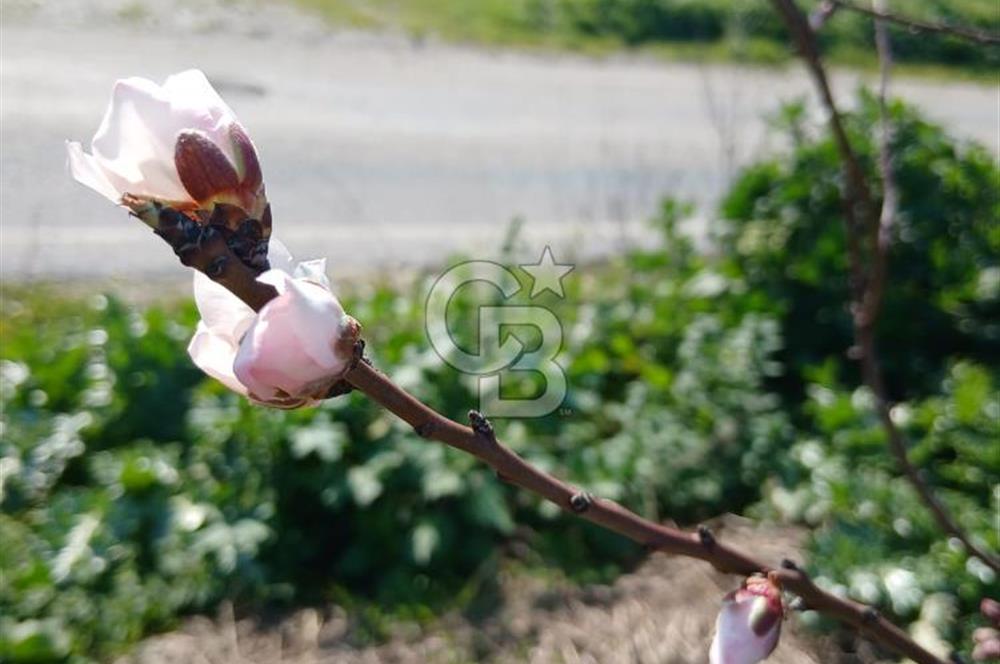 Tire Büyükkale Satılık Yol Üstü Ev Ve 6 Dönüm Meyvelik