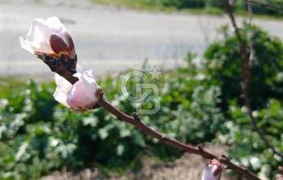 Tire Büyükkale Satılık Yol Üstü Ev Ve 6 Dönüm Meyvelik