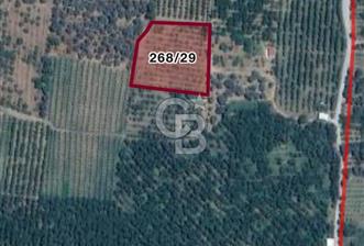 İZMİR KEMALPAŞA ÖREN'DE SATILIK BAKIMLI BAĞ KİRAZ&ZEYTİN AĞAÇLI - 1 - 341230