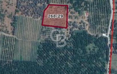 İZMİR KEMALPAŞA ÖREN'DE SATILIK BAKIMLI BAĞ KİRAZ&ZEYTİN AĞAÇLI