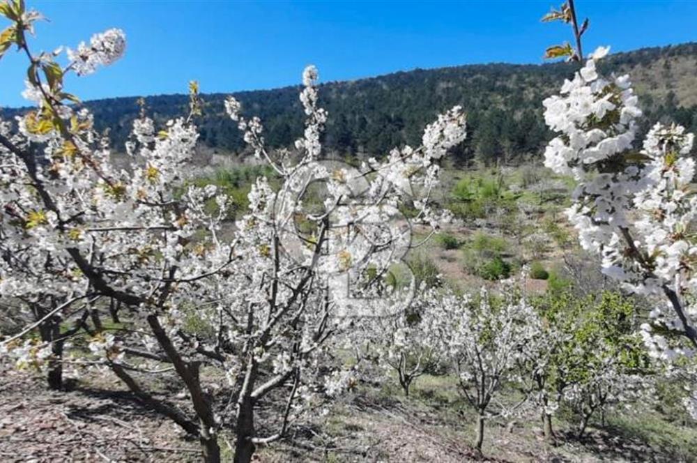 İZMİR KEMALPAŞA ÖREN'DE SATILIK BAKIMLI BAĞ KİRAZ&ZEYTİN AĞAÇLI