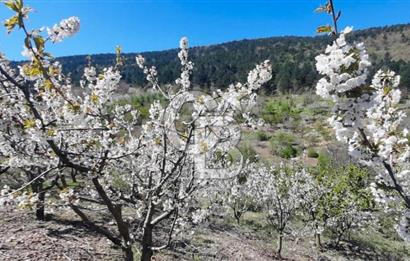 İZMİR KEMALPAŞA ÖREN'DE SATILIK BAKIMLI BAĞ KİRAZ&ZEYTİN AĞAÇLI