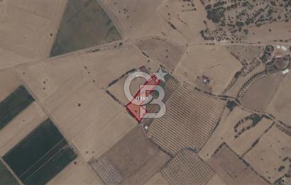 Denizli Serinhisar Cumhuriyet Mahallesinde 5.485 M² Satılık Tarla