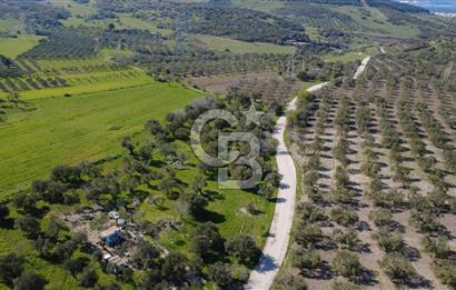 SAMURLUDA YOLA CEPHE 3625m2 SATILIK TARLA