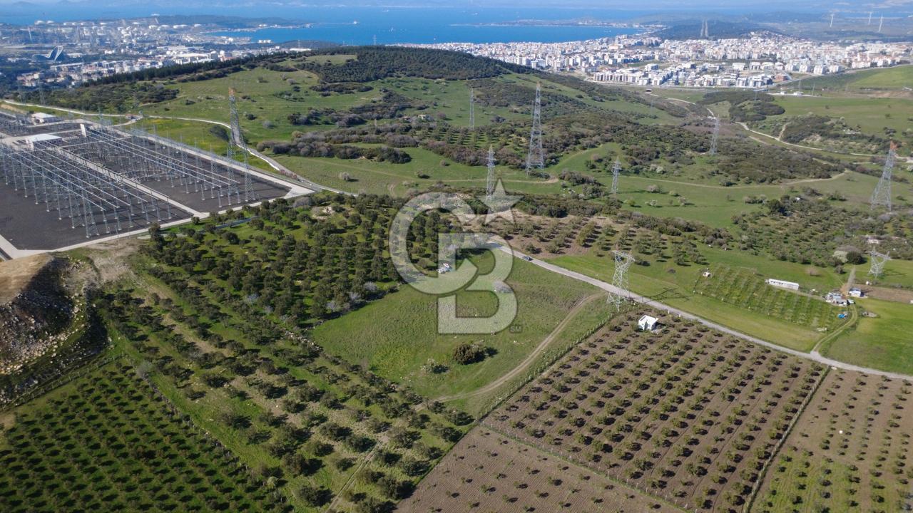 SAMURLUDA 28250m2 SATILIK SENEDE 2 TON YAĞ VEREN ZEYTİNLİK