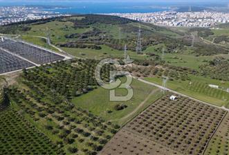 SAMURLUDA 28250m2 SATILIK SENEDE 2 TON YAĞ VEREN ZEYTİNLİK - 1 - 341300