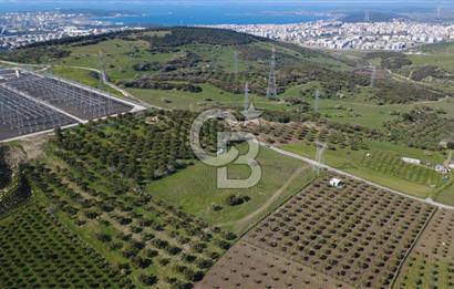 SAMURLUDA 28250m2 SATILIK SENEDE 2 TON YAĞ VEREN ZEYTİNLİK