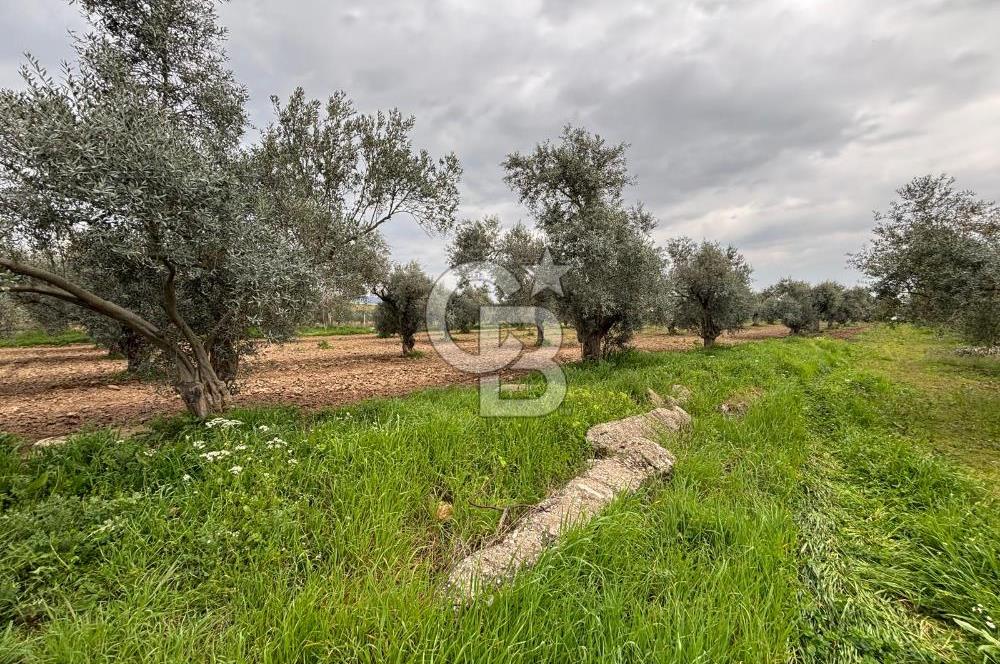 BAYINDIR ARIKBAŞI SATILIK ZEYTİNLİK 7089 M² YATIRIMLIK