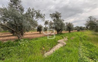 BAYINDIR ARIKBAŞI SATILIK ZEYTİNLİK 7089 M² YATIRIMLIK