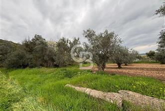 BAYINDIR ARIKBAŞI SATILIK ZEYTİNLİK 7089 M² YATIRIMLIK - 6 - 341351