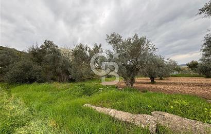 BAYINDIR ARIKBAŞI SATILIK ZEYTİNLİK 7089 M² YATIRIMLIK