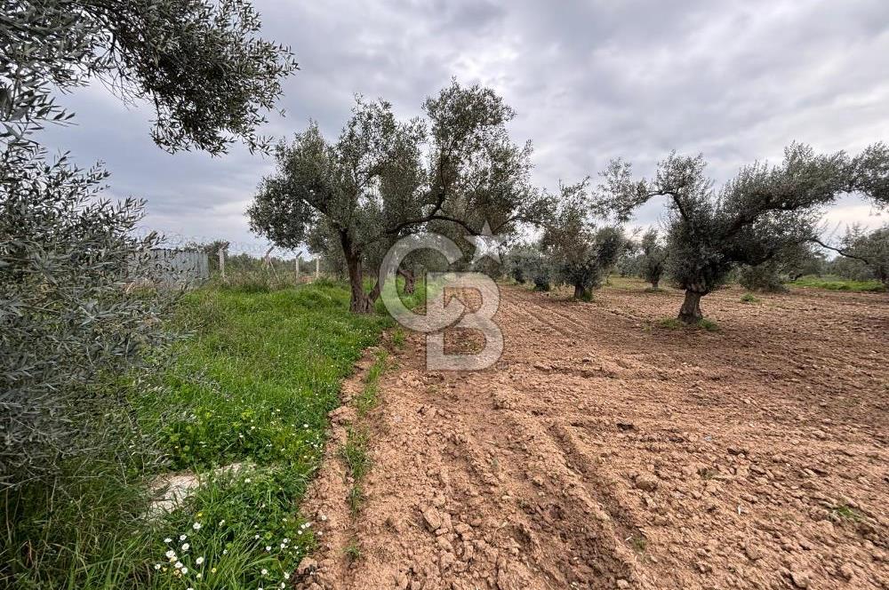 BAYINDIR ARIKBAŞI SATILIK ZEYTİNLİK 7089 M² YATIRIMLIK