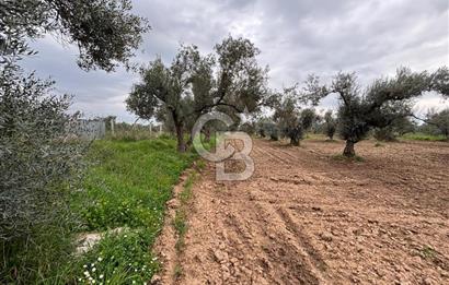 BAYINDIR ARIKBAŞI SATILIK ZEYTİNLİK 7089 M² YATIRIMLIK