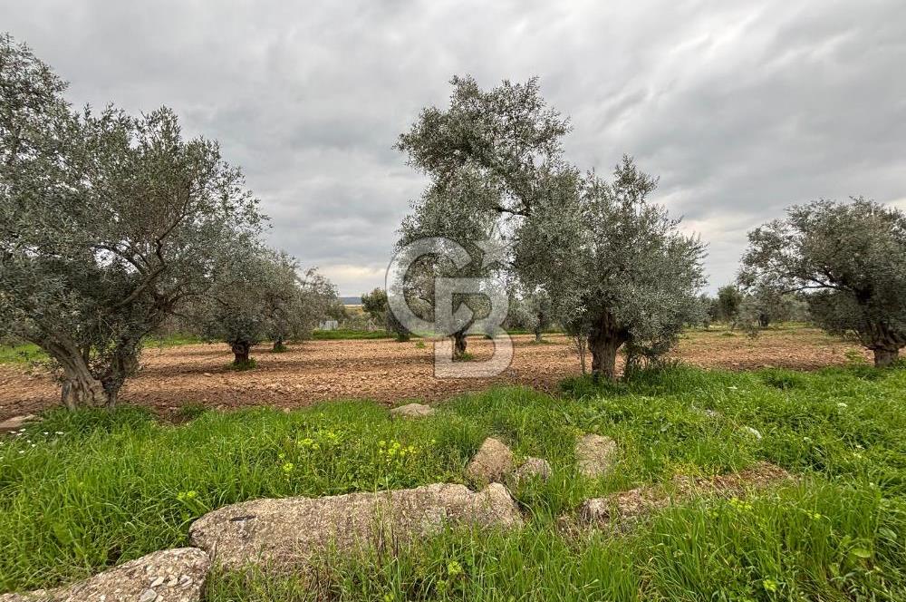 BAYINDIR ARIKBAŞI SATILIK ZEYTİNLİK 7089 M² YATIRIMLIK