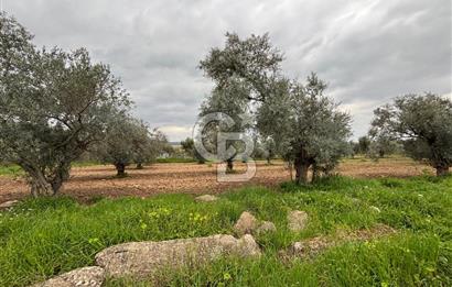 BAYINDIR ARIKBAŞI SATILIK ZEYTİNLİK 7089 M² YATIRIMLIK