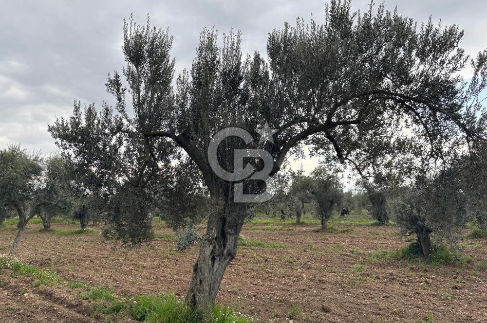 BAYINDIR ARIKBAŞI SATILIK ZEYTİNLİK 7089 M² YATIRIMLIK