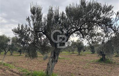 BAYINDIR ARIKBAŞI SATILIK ZEYTİNLİK 7089 M² YATIRIMLIK