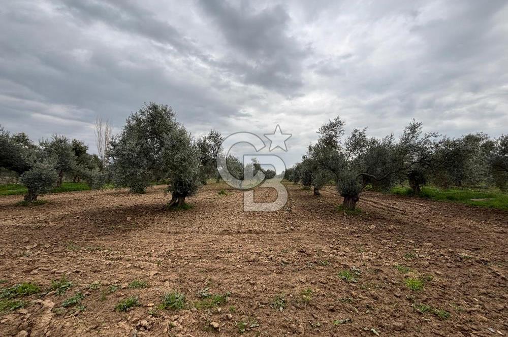 BAYINDIR ARIKBAŞI SATILIK ZEYTİNLİK 7089 M² YATIRIMLIK