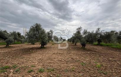 BAYINDIR ARIKBAŞI SATILIK ZEYTİNLİK 7089 M² YATIRIMLIK
