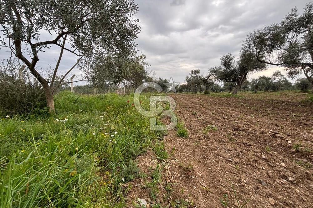 BAYINDIR ARIKBAŞI SATILIK ZEYTİNLİK 7089 M² YATIRIMLIK