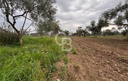 BAYINDIR ARIKBAŞI SATILIK ZEYTİNLİK 7089 M² YATIRIMLIK