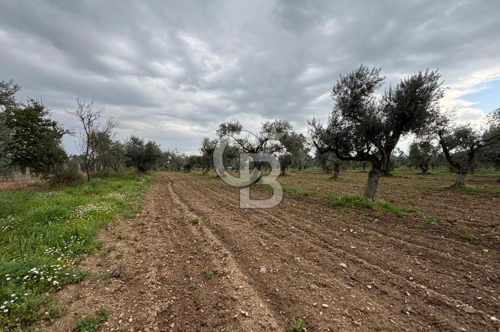 BAYINDIR ARIKBAŞI SATILIK ZEYTİNLİK 7089 M² YATIRIMLIK
