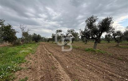 BAYINDIR ARIKBAŞI SATILIK ZEYTİNLİK 7089 M² YATIRIMLIK