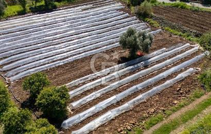 MUĞLA KÖYCEĞIZ YEŞİLKÖY'DE SATILIK TARLA İÇINDE KARGİR EV