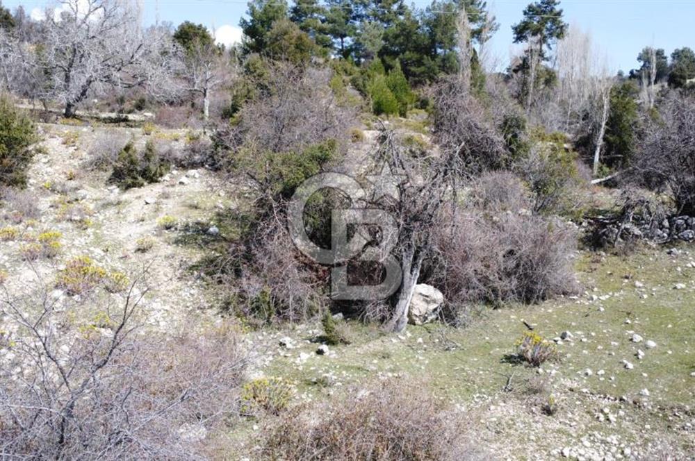 CB GİZ'DEN KAŞ YAYLA ÇAVDIR'DA SATILIK 3512 M2 TARLA