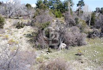 CB GİZ'DEN KAŞ YAYLA ÇAVDIR'DA SATILIK 3512 M2 TARLA - 4 - 341414