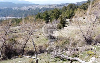 CB GİZ'DEN KAŞ YAYLA ÇAVDIR'DA SATILIK 3512 M2 TARLA