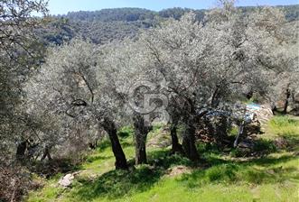 SÖKE'DE 3 DÖNÜM 80 AĞAÇLI YOL CEPHE ZEYTİNLİK  - 9 - 341440