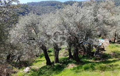 SÖKE'DE 3 DÖNÜM 80 AĞAÇLI YOL CEPHE ZEYTİNLİK 