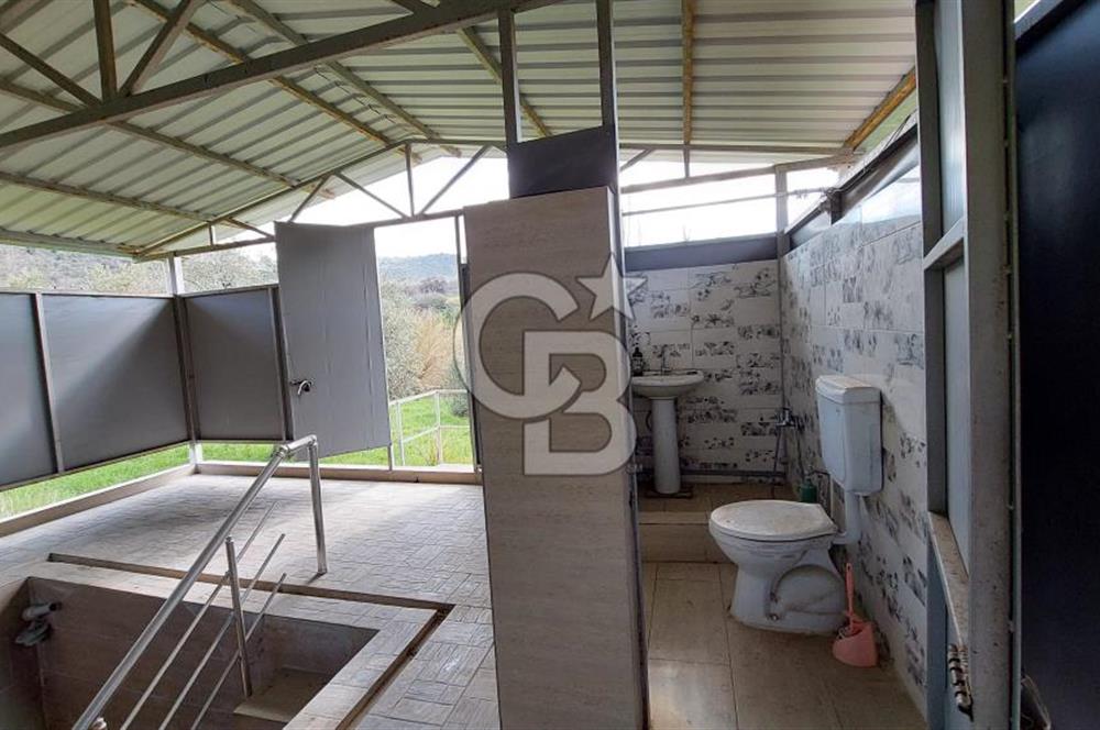 CB İZMİR DİKİLİ NEBİLER MAHALLESİ'NDE SATILIK ZEYTİNLİK 