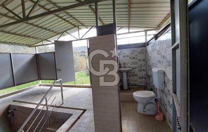 CB İZMİR DİKİLİ NEBİLER MAHALLESİ'NDE SATILIK ZEYTİNLİK 