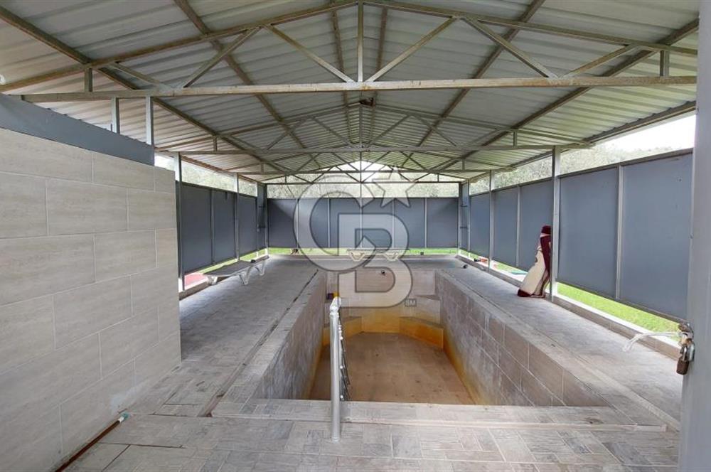 CB İZMİR DİKİLİ NEBİLER MAHALLESİ'NDE SATILIK ZEYTİNLİK 