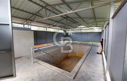 CB İZMİR DİKİLİ NEBİLER MAHALLESİ'NDE SATILIK ZEYTİNLİK 